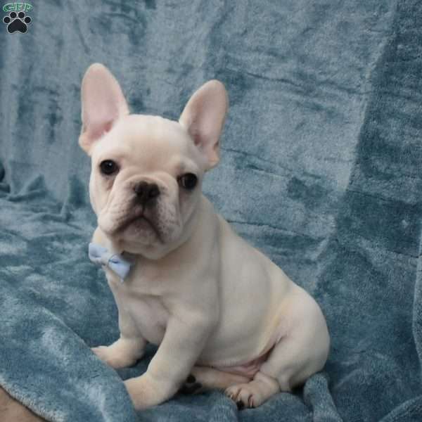 Pluto, French Bulldog Puppy